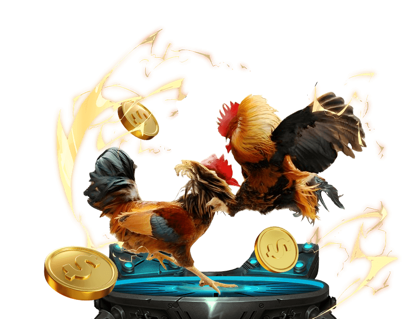 Hình ảnh đá gà trực tuyến trên đấu trường với hai chú gà trống đang chiến đấu.